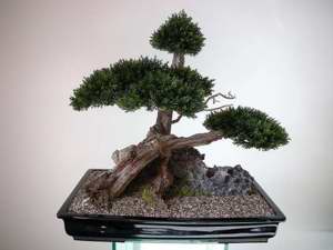 Ein Leben ohne Bonsai ist zwar möglich, aber sinnlos! Bild 10