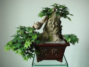 Ein Leben ohne Bonsai ist zwar möglich, aber sinnlos! Bild 3