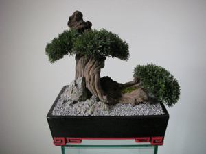 Bonsai forever! 