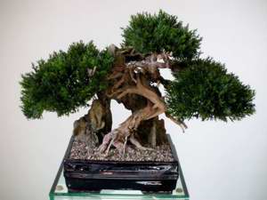Ein Leben ohne Bonsai ist zwar möglich, aber sinnlos! Bild 6