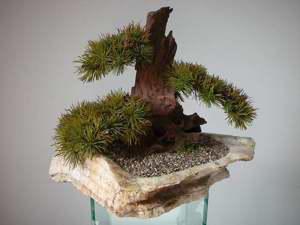 Ein Leben ohne Bonsai ist zwar möglich, aber sinnlos! Bild 4