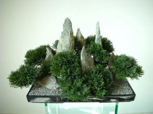Ein Leben ohne Bonsai ist zwar möglich, aber sinnlos! Bild 5