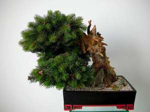 Ein Leben ohne Bonsai ist zwar möglich, aber sinnlos! Bild 9