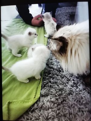 Deckkater Britisch Langhaar, mit schöne blauen Augen, geimpft mit großen Erfahrung und Geduld  Bild 6