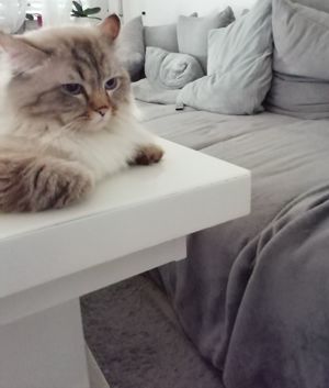 Deckkater Britisch Langhaar, mit schöne blauen Augen, geimpft mit großen Erfahrung und Geduld  Bild 7