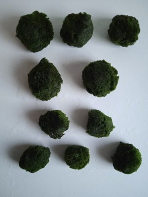 Verkaufe Mooskugeln Größe ca. 3 - 4 cm und ca. 4 - 6 cm Bild 3