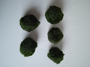 Verkaufe Mooskugeln Größe ca. 3 - 4 cm und ca. 4 - 6 cm Bild 5