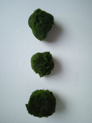 Verkaufe Mooskugeln Größe ca. 3 - 4 cm und ca. 4   6 cm Bild 4