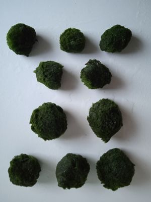 Verkaufe Mooskugeln Größe ca. 3 - 4 cm und ca. 4   6 cm Bild 6