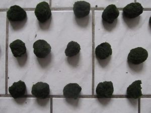 Verkaufe Mooskugeln Größe ca. 3 - 4 cm und ca. 4   6 cm Bild 10