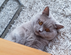 Bkh Deckkater Lilac mit Erfahrung  Bild 3