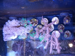 Pumpene Xenie   Xenia Meerwasser Koralle Bild 2