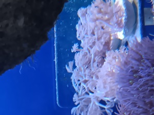 Pumpene Xenie   Xenia Meerwasser Koralle Bild 3
