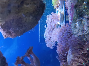Pumpene Xenie   Xenia Meerwasser Koralle Bild 5