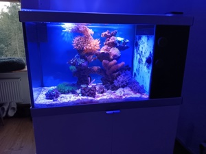 Pumpene Xenie   Xenia Meerwasser Koralle Bild 4