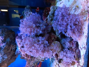 Pumpene Xenie   Xenia Meerwasser Koralle Bild 7
