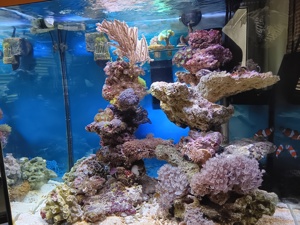 Pumpene Xenie   Xenia Meerwasser Koralle Bild 8