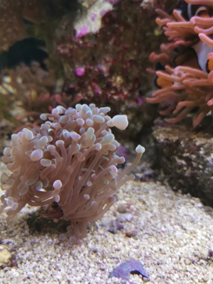 Korallen Anemonen Bild 4