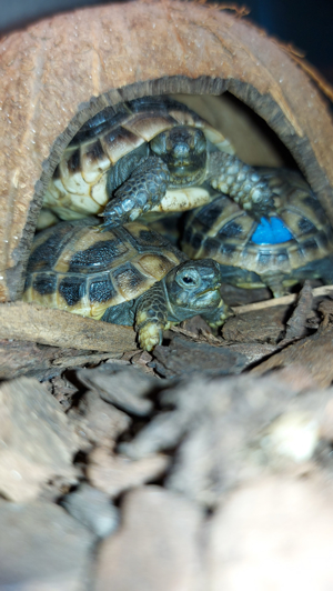 Griechische & Maurische Landschildkröten Bild 5