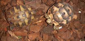 Griechische & Maurische Landschildkröten Bild 1
