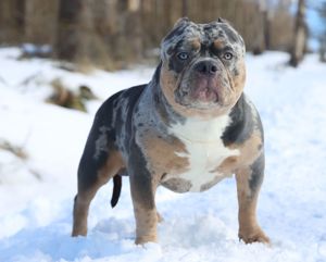 American Bully Deckrüde