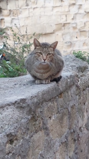 Verantwortungsbewusste und zuverlässige Tiersitterin Bild 4