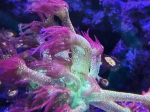 Goniopora Galaxy - Korallen - Meerwasser Bild 4