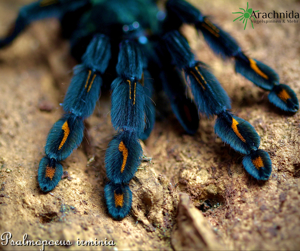 Arachnida Fachgeschäft in Fehrbellin! Vogelspinnen, Spinnen, Phasmiden, Asseln, Skorpione, Wirbellos Bild 7