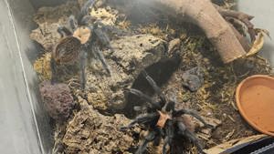 Vogelspinnen, Springspinnen, Skorpione und vieles mehr  Bild 4