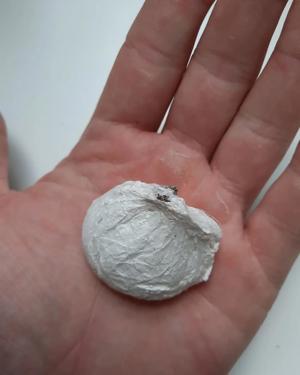 Vogelspinnen, Springspinnen, Skorpione und vieles mehr  Bild 2