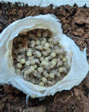 Vogelspinnen, Springspinnen, Skorpione und vieles mehr  Bild 3