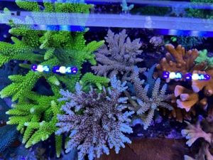 Meerwasser Korallen Ableger SPS LPS Bild 1