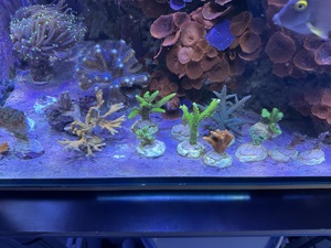 Meerwasser Korallen Ableger SPS LPS Bild 4