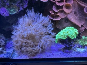 Meerwasser Korallen Ableger SPS LPS Bild 6