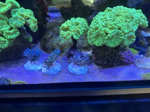 Meerwasser Korallen Ableger SPS LPS Bild 5