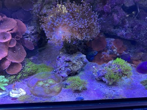 Meerwasser Korallen Ableger SPS LPS Bild 8