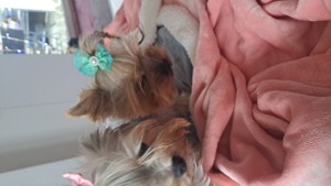 Yorkshireterrier Deckrüde