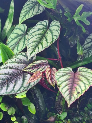 C.  discolor & Amazonika , Terrarium Ranken Pflanze  Ableger  Bild 3