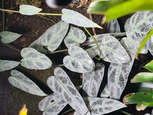 C.  discolor & Amazonika , Terrarium Ranken Pflanze  Ableger  Bild 2