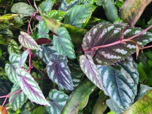 C.  discolor & Amazonika , Terrarium Ranken Pflanze  Ableger  Bild 1