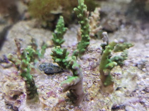 Korallen Anemonen Bild 5