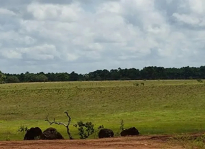  Brasilien 10'000 Ha riesengrosse Rinderfarm mit Pferdezucht Bild 3
