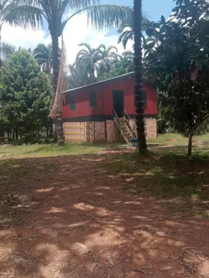 Brasilien 50 Ha Tiefpreis-Farm in der Nähe von Autazes AM Bild 7