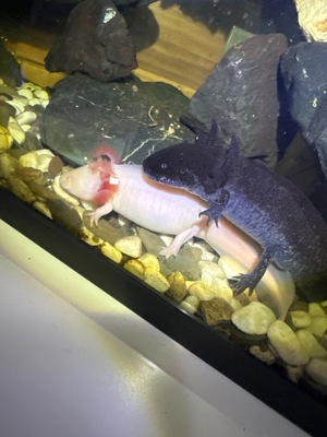 Axolotl Nachzuchten Wildlinge  Albino  Verschieden farbige Bild 5