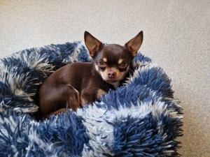 Deckrüde Chihuahua. Kein Verkauf!  Bild 4