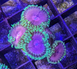 Meerwasser Sonderangebot SPS LPS Korallen Acropora Euphyllia Montipora Zoanthus Salzwasser 