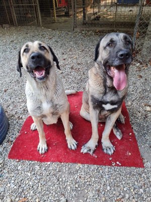 *SPIRIT & SILA* - die beiden Kangals können nur gemeinsam in eine Familie abgegeben werden. 