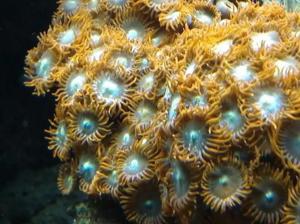 Meerwasser LPS SPS Korallen  Bild 2