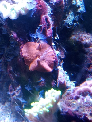 Meerwasser LPS SPS Korallen  Bild 4