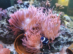 Anemone  Blasenanemone Sun Burst Koralle Bild 2
